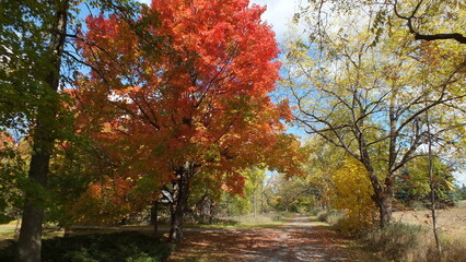 Autumn leaves along a country lane in October, Ontario, Canada.