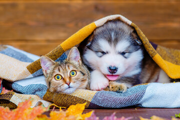 A tabby cat and a malamute puppy lie under a blanket next to dry maple leaves. Cozy autumn concept