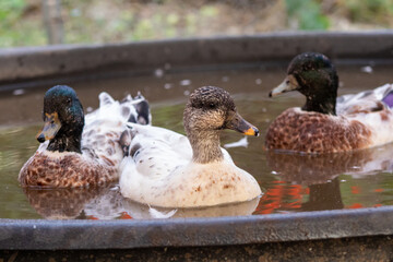 Fototapeta premium Snowy Call Ducks 2 males and a female