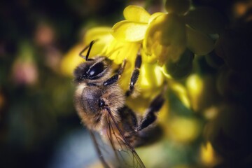 bee on a flowerBee close-up . A bee pollinates a flower . A bee on a yellow flower.