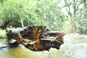 Old timber in the forest with water flow in the rainy season of tropical forest.