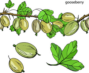 Endless horizontal border with ripe berries. Gooseberry isolated on white