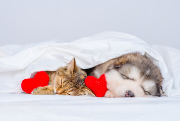 Malamute puppy and kitten sleep at home under a blanket with a red plush heart between them. Valentine's day card concept