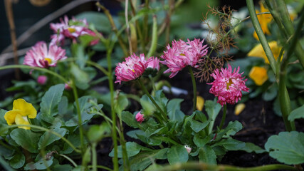 Flowers in Scotland