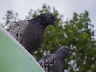 Grey rock dove pigeon looking down from atop a building on a cloudy day