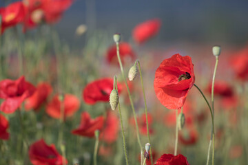 Obraz premium Beautiful Wonderful poppy in field 