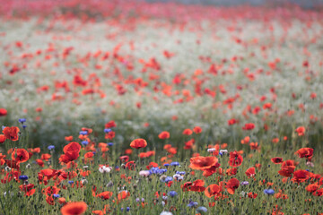 Beautiful Wonderful poppy in field
