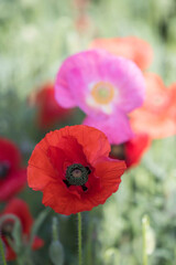Beautiful Wonderful poppy in field
