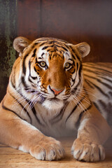 Portrait of a sad tiger resting through metallic fence in the zoo