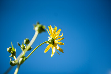 Beautifull backgrounds with floral themes © dominikab