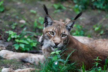 Obraz premium The Siberian lynx also known as East Siberian lynx