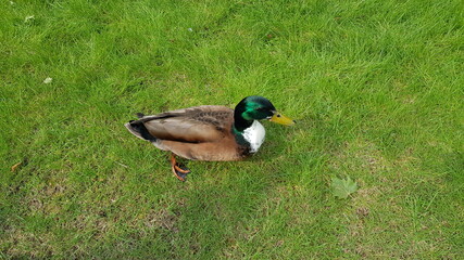 duck on the grass