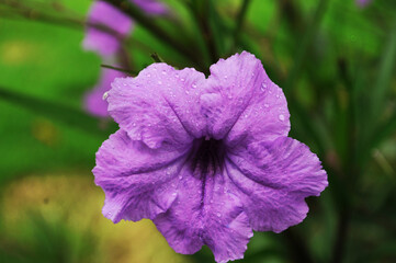 flower in the garden