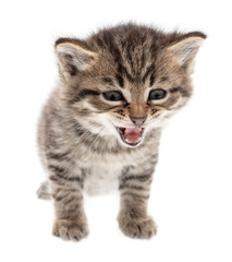Small kitten isolated on a white background.