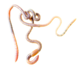 Earthworms isolated on a white