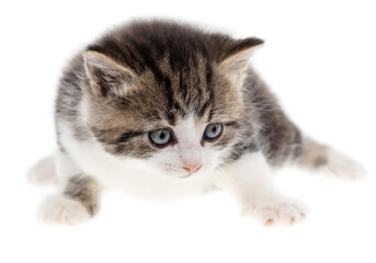 Small kitten isolated on a white background.
