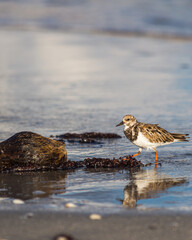 Coastal scene of sandpiper with a coconut on the beach in Jupiter, South Florida