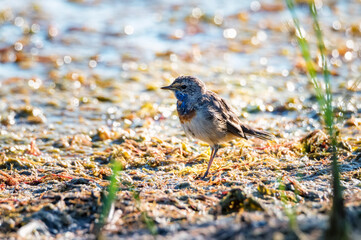 Bluethroat or Luscinia svecica stands on the swamp