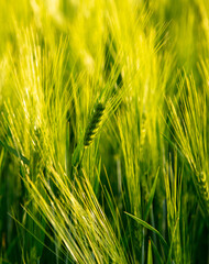 Green ears of wheat at sunset.