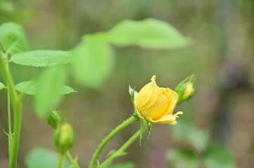 Selective focus on petals. Close-up of beautiful yellow rose in the garden against the blurred background.