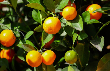 Ripe tangerines on the branches of a tree