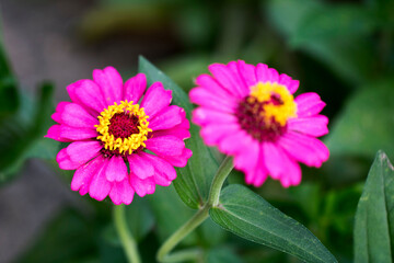 Obraz premium The beautiful Zinnia in the field 