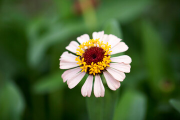 Obraz premium The beautiful Zinnia in the field 