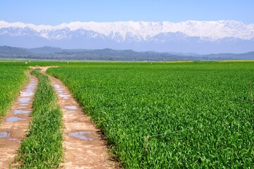 Naklejka premium Mustard fields in full bloom against the backdrop of snow covered mountains in Kangra valley of Himachal Pradesh, India.