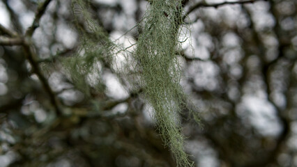 Autumn in to winter, Christmas looking trees and lichens on the moor.