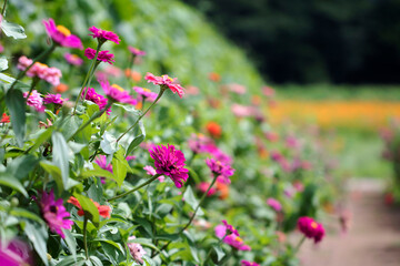 Obraz premium The beautiful Zinnia in the field 