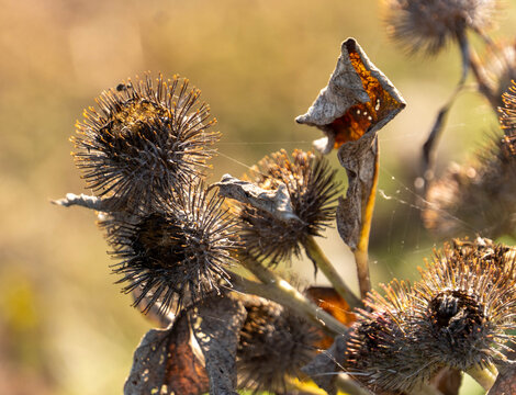 Wild Bur Thistles in a field in Beccles Suffolk