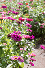 The beautiful Zinnia in the field 
