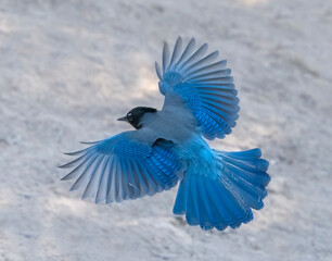 Stellar Spread - A Steller's Jay spreads wings and tail feathers wide open as it approaches to...