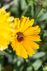 honeybee collecting nectar on yellow flower