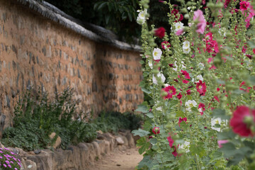 beautiful hollyhock in the outside
