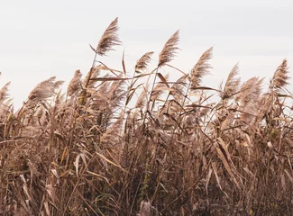 Foto op Canvas The reed grows near the reservoir © schankz