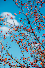 Vertical fall autumn nature background with berries and leaves. Autumn background with natural elements, Vertical photo. Selective focus