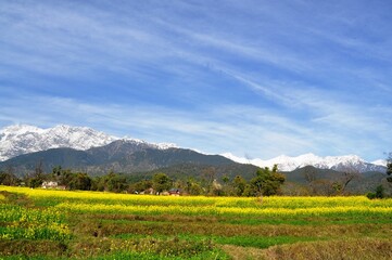 Mustard fields in full bloom against the backdrop of snow covered mountains in Kangra valley of Himachal Pradesh, India.