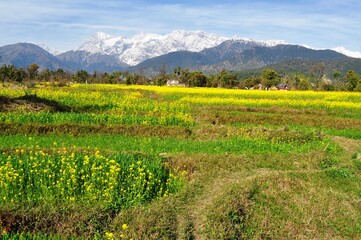 Fototapeta na wymiar Mustard fields in full bloom against the backdrop of snow covered mountains in Kangra valley of Himachal Pradesh, India.