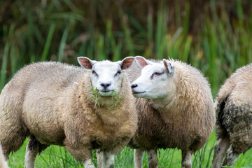 Schafe aus Holland