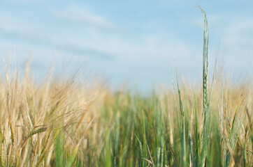 Zielona trawa pośród złotych zbóż
