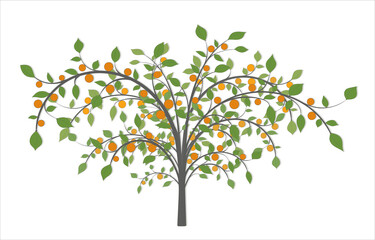 Tree with long curved branches, red fruit and green leaves on a white background