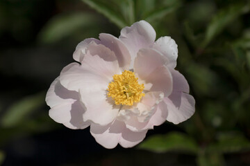 beautiful peony in the field

