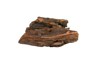 tree bark isolated on white background