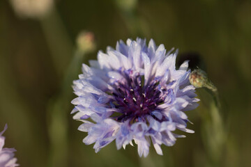 beautiful cornflower in the Field
