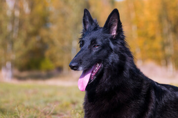 Autumn portrait of black groenendael dog with orange background. Working agility belgian shepherd groenendael portrait. Beautiful young, smiling and happy belgian sheepdog with autumn yellow leaves 