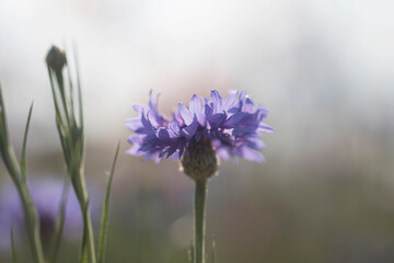 beautiful cornflower in the Field
