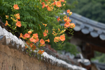 Beautiful trumpet creeper flower  in the early summer
