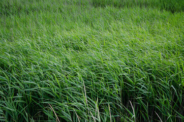 Green grass windy background at summer and spring.