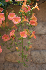 Beautiful trumpet creeper flower  in the early summer
